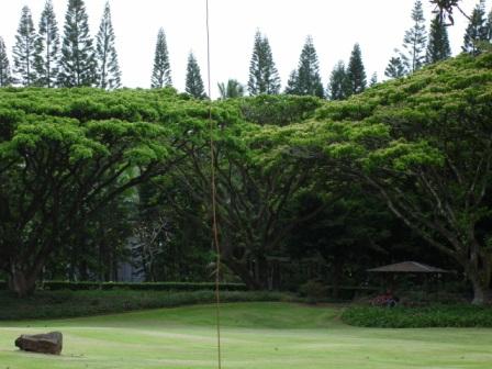 trees in Hilo
